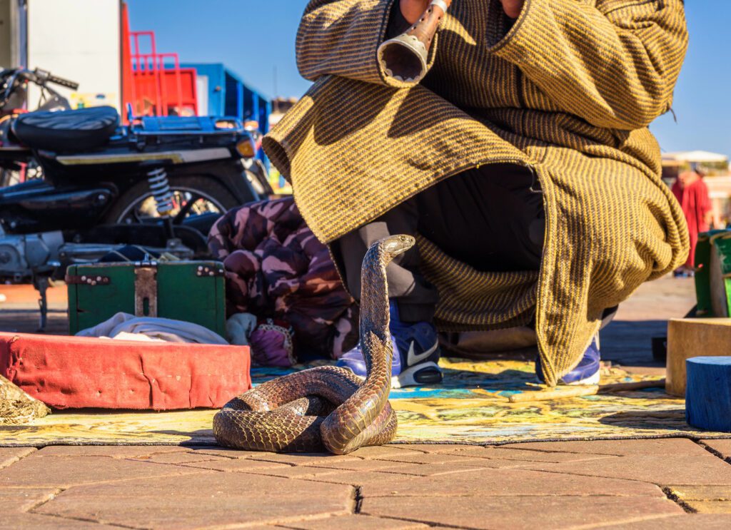 Snake charmer plays music for his cobra at the Jemaa el-Fnaa square